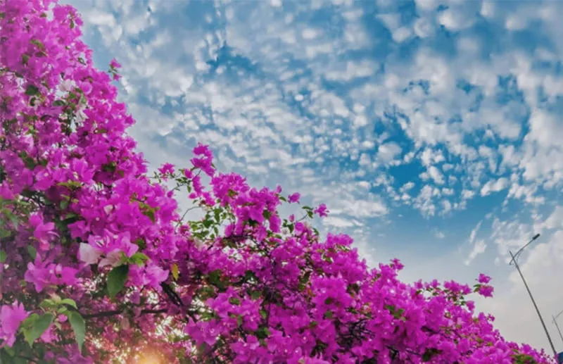 Bougainvillea là một chi của các loài thực vật gỗ và leo, có nguồn gốc từ vùng nhiệt đới và cận nhiệt đới của Nam Mỹ. Chi này bao gồm nhiều loài cây cây bụi và leo có hoa rất đẹp