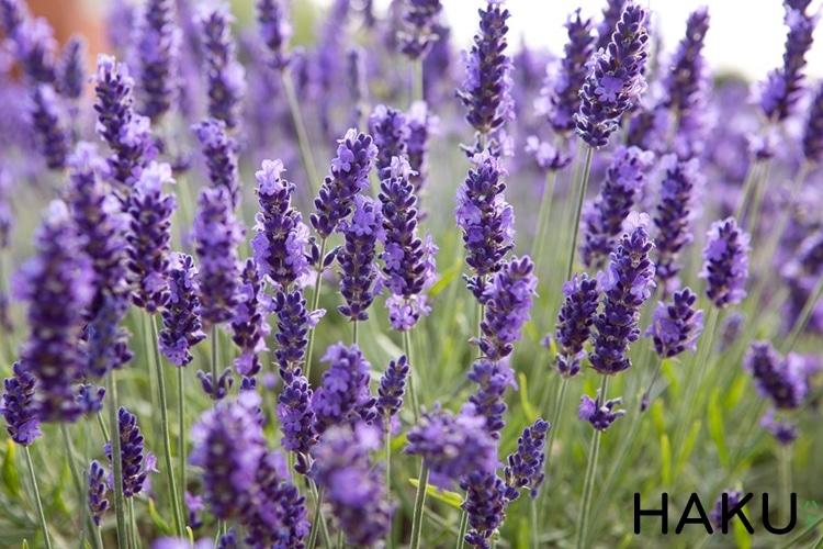 true lavender