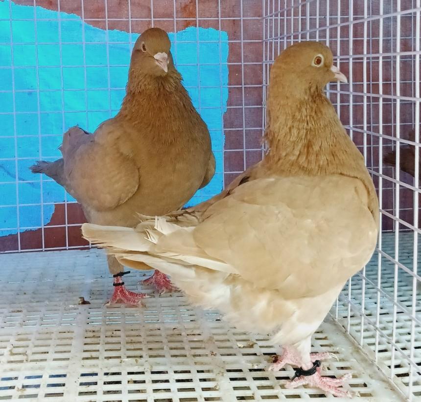 Bồ câu vua (king Pigeons)