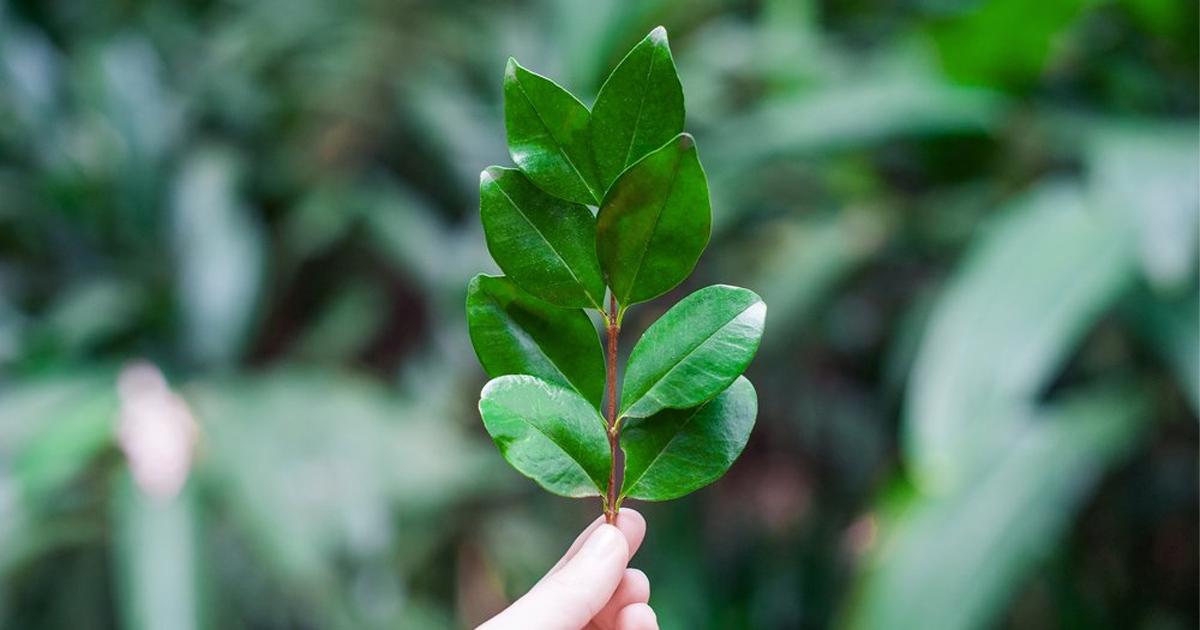 Sống xanh là lối sống nỗ lực tạo ra sự cân bằng trong việc giữ gìn và bảo vệ tài nguyên thiên nhiên, môi trường sống, nền văn minh nhân loại và đa dạng sinh học của Trái đất