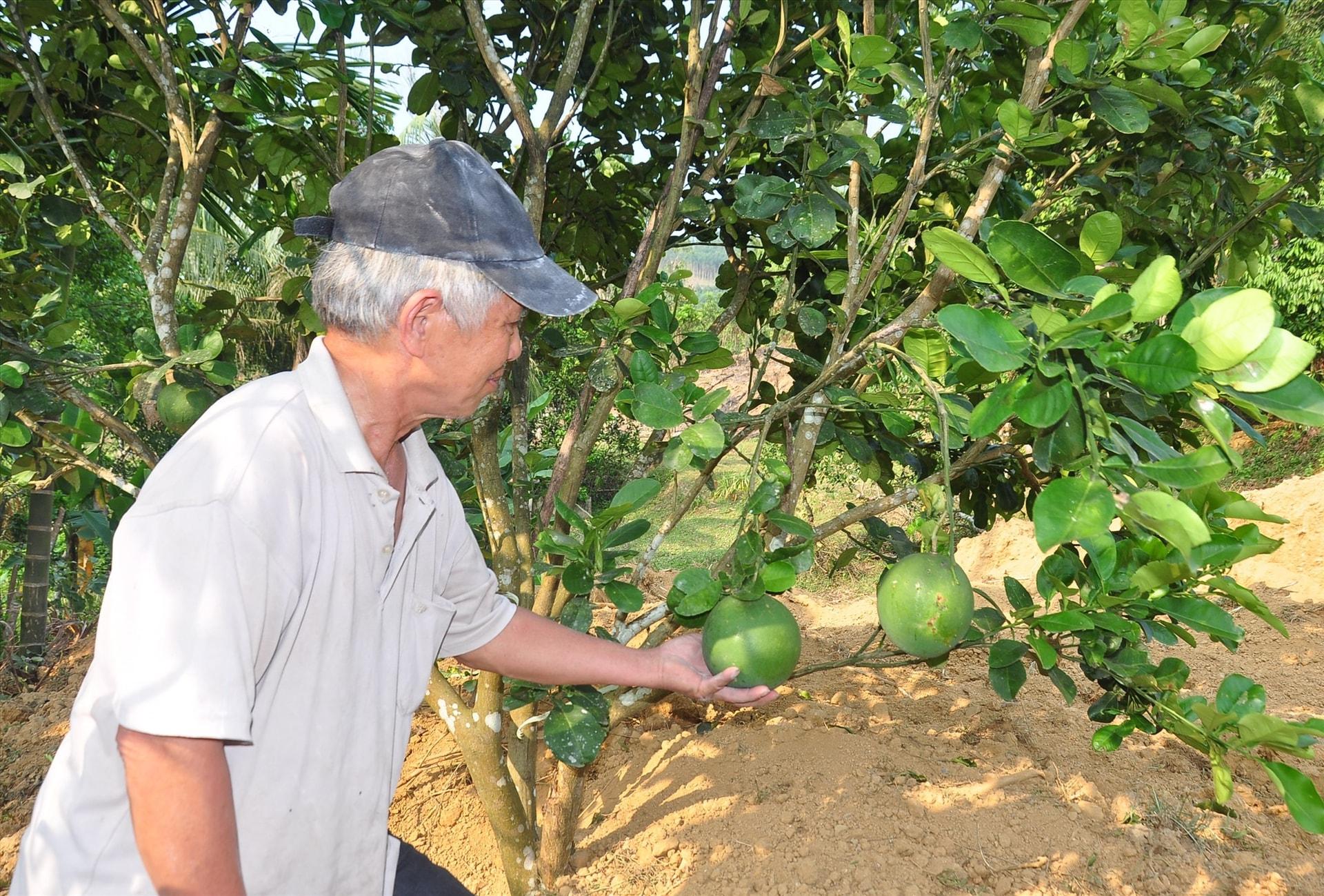 Nhờ được chuyển giao kỹ thuật sản xuất, những năm qua trên địa bàn huyện Hiệp Đức xuất hiện nhiều mô hình trồng các loại cây ăn quả cho giá trị kinh tế cao. Ảnh: ĐÔNG NHI