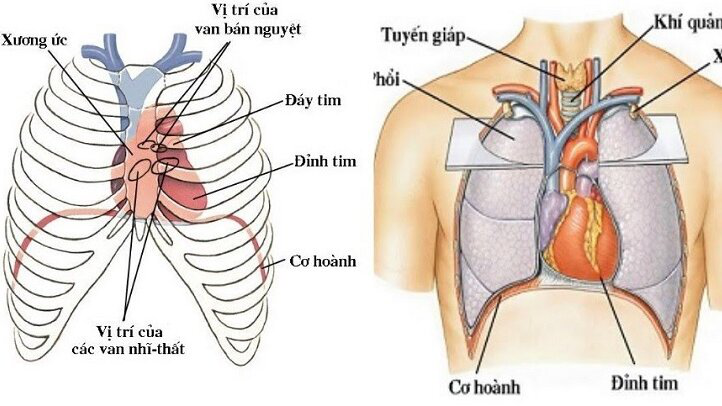 dinh-tim-nam-o-vi-tri-nao-va-tam-quan-trong-cua-dinh-tim-doi-voi-suc-khoe 1.jpg